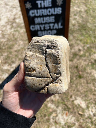 Black Petrified Wood Raw Display Piece