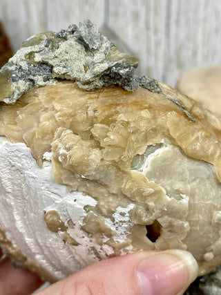Fossil Clam with Calcite | Fort Drum, Florida from Curious Muse Crystals Tagged with calcite, clam, fine mineral, florida, fossil, hide-notify-btn, orange, raw, USA
