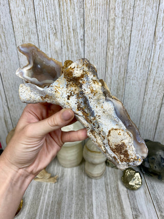 Fossil Agatized Coral Collectors Pair | Tampa Bay, Florida from Curious Muse Crystals Tagged with fine mineral, florida, fossil, Fossil Coral, hide-notify-btn, high grade, orange, raw, red, Tampa Bay, USA, white