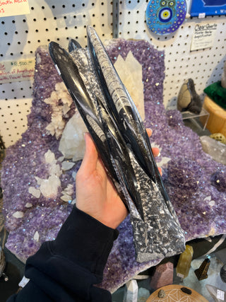 Orthoceras Fossil Statue