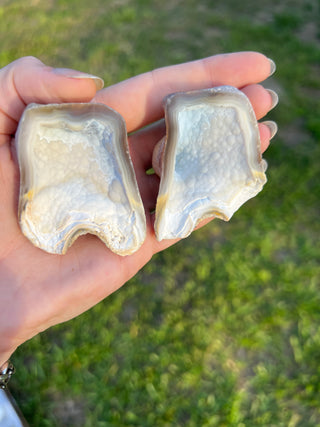 Fossil Agatized Coral Collectors Pair | Tampa Bay, Florida