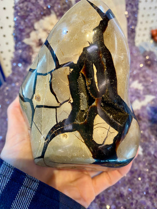 Septarian Cut Base Nodule | Madagascar from Curious Muse Crystals Tagged with aragonite, brown, calcite, limestone, Septarian, uv reactive, yellow