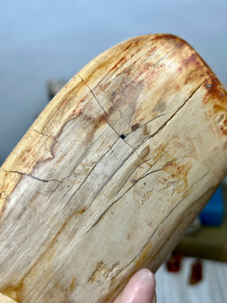 Petrified Wood Raw Display Piece