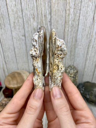 Fossil Agatized Coral Collectors Pair | Tampa Bay, Florida from Curious Muse Crystals Tagged with fine mineral, florida, fossil, Fossil Coral, hide-notify-btn, high grade, orange, raw, red, Tampa Bay, USA, white