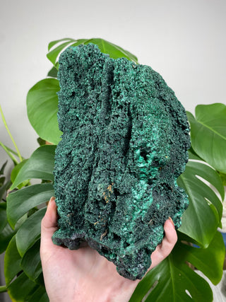 Malachite Cluster | Botryoidal Large Specimen from Curious Muse Crystals Tagged with Copper Stone, Crystal Healing, Dark Green Stone, Genuine Crystal, green, Hearth Chakra, hide-notify-btn, Malachite, Manifestation, Mineral Collection, Natural Mineral, Prosperity Wealth, Raw Mineral, Reiki Healing