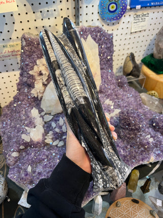 Orthoceras Fossil Statue