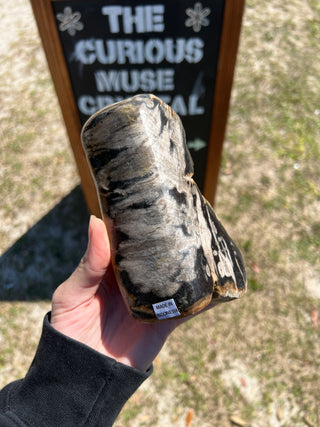 Black and Tan Petrified Wood Raw Display Piece