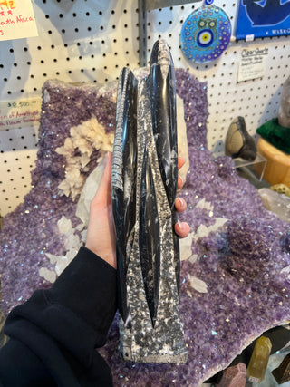 Orthoceras Fossil Statue