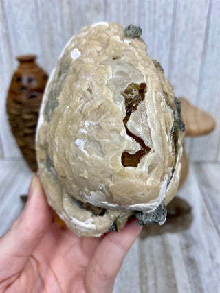 Fossil Clam with Calcite | Fort Drum, Florida from Curious Muse Crystals Tagged with calcite, clam, fine mineral, florida, fossil, hide-notify-btn, high grade, orange, raw, USA