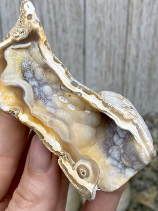 Fossil Agatized Coral | Tampa Bay, Florida from Curious Muse Crystals Tagged with fine mineral, florida, fossil, Fossil Coral, hide-notify-btn, high grade, orange, raw, red, Tampa Bay, USA, white