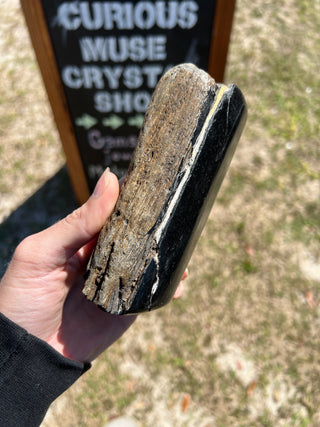 Black Petrified Wood Raw Display Piece