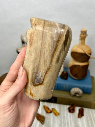 Petrified Wood Raw Display Piece