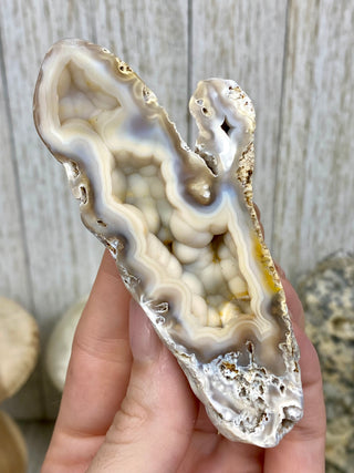 Fossil Agatized Coral Collectors Pair | Tampa Bay, Florida from Curious Muse Crystals Tagged with fine mineral, florida, fossil, Fossil Coral, hide-notify-btn, high grade, orange, raw, red, Tampa Bay, USA, white