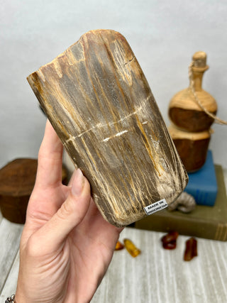 Petrified Wood Raw Display Piece