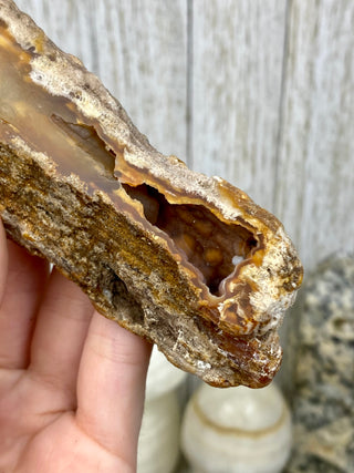 Fossil Agatized Coral | Withlacoochee River, Florida from Curious Muse Crystals Tagged with fine mineral, florida, fossil, Fossil Coral, hide-notify-btn, high grade, orange, raw, red, Tampa Bay, USA, white