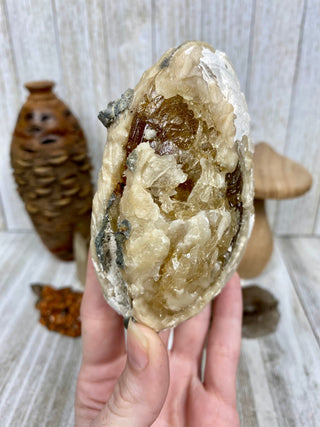 Fossil Clam with Calcite | Fort Drum, Florida from Curious Muse Crystals Tagged with calcite, clam, fine mineral, florida, fossil, hide-notify-btn, high grade, orange, raw, USA