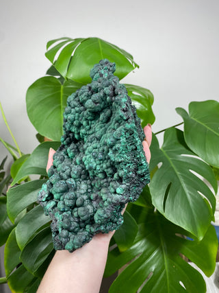 Malachite Cluster | Botryoidal Large Specimen from Curious Muse Crystals Tagged with Copper Stone, Crystal Healing, Dark Green Stone, fine mineral, Genuine Crystal, green, Hearth Chakra, hide-notify-btn, Malachite, Manifestation, Mineral Collection, Natural Mineral, Prosperity Wealth, raw, Raw Mineral, Reiki Healing