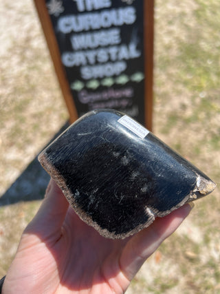 Black Petrified Wood Raw Display Piece