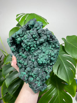 Malachite Cluster | Botryoidal Large Specimen from Curious Muse Crystals for 1200. Tagged with Copper Stone, Crystal Healing, Dark Green Stone, Genuine Crystal, green, Hearth Chakra, hide-notify-btn, Malachite, Manifestation, Mineral Collection, Natural Mineral, Prosperity Wealth, Raw Mineral, Reiki Healing