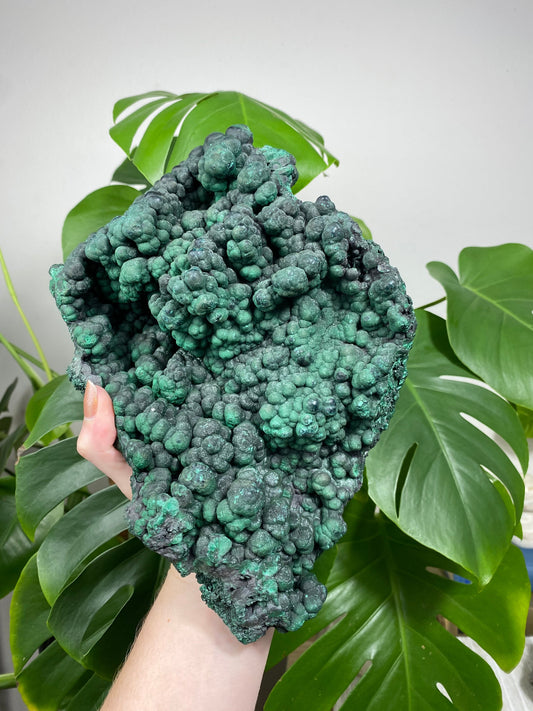 Malachite Cluster | Botryoidal Large Specimen from Curious Muse Crystals for 1200. Tagged with Copper Stone, Crystal Healing, Dark Green Stone, Genuine Crystal, Hearth Chakra, hide-notify-btn, Malachite, Manifestation, Mineral Collection, Natural Mineral, Prosperity Wealth, Raw Mineral, Reiki Healing