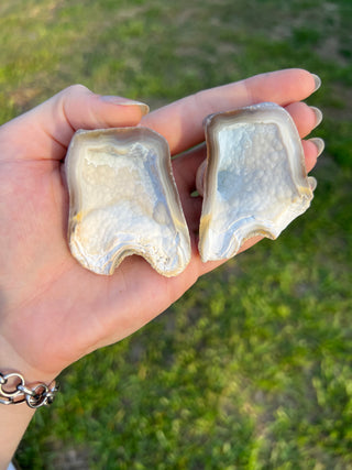 Fossil Agatized Coral Collectors Pair | Tampa Bay, Florida