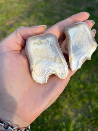 Fossil Agatized Coral Collectors Pair | Tampa Bay, Florida