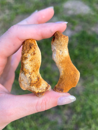 Fossil Agatized Coral Collectors Pair | Tampa Bay, Florida