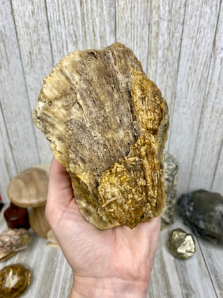 Fossil Agatized Coral | Withlacoochee River, Florida from Curious Muse Crystals Tagged with fine mineral, florida, fossil, Fossil Coral, hide-notify-btn, high grade, orange, raw, red, Tampa Bay, USA, white