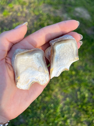 Fossil Agatized Coral Collectors Pair | Tampa Bay, Florida