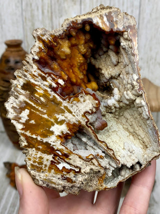 Fossil Agatized Coral Collectors Pair | Tampa, Florida from Curious Muse Crystals Tagged with fine mineral, florida, fossil, Fossil Coral, hide-notify-btn, high grade, orange, raw, red, Tampa Bay, USA, white