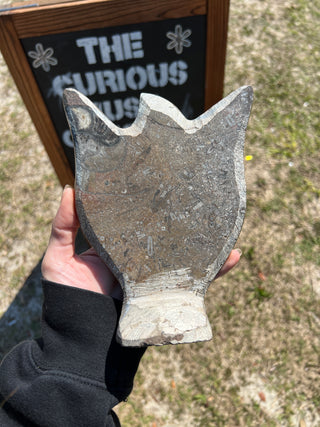 Ammonite & Orthoceras Fossil Statue