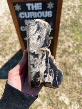 Black and Tan Petrified Wood Raw Display Piece