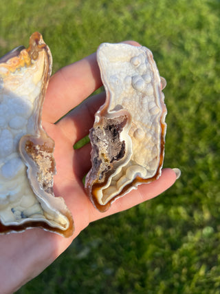 Fossil Agatized Coral Collectors Pair | Tampa Bay, Florida
