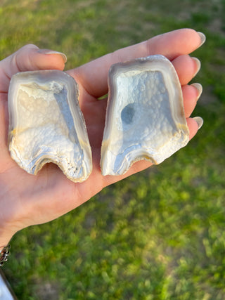 Fossil Agatized Coral Collectors Pair | Tampa Bay, Florida