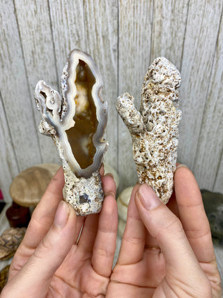 Fossil Agatized Coral Collectors Pair | Tampa Bay, Florida from Curious Muse Crystals Tagged with fine mineral, florida, fossil, Fossil Coral, hide-notify-btn, high grade, orange, raw, red, Tampa Bay, USA, white