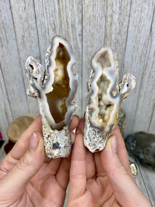 Fossil Agatized Coral Collectors Pair | Tampa Bay, Florida from Curious Muse Crystals Tagged with fine mineral, florida, fossil, Fossil Coral, hide-notify-btn, high grade, orange, raw, red, Tampa Bay, USA, white