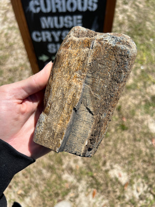 Black Petrified Wood Raw Display Piece