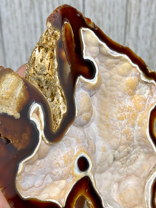 Fossil Agatized Coral Collectors Pair | Tampa Bay, Florida from Curious Muse Crystals Tagged with fine mineral, florida, fossil, Fossil Coral, hide-notify-btn, high grade, orange, raw, red, Tampa Bay, USA, white