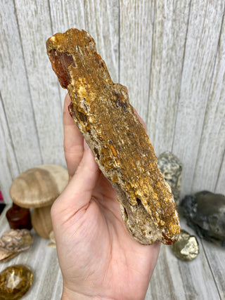 Fossil Agatized Coral | Withlacoochee River, Florida from Curious Muse Crystals Tagged with fine mineral, florida, fossil, Fossil Coral, hide-notify-btn, high grade, orange, raw, red, Tampa Bay, USA, white