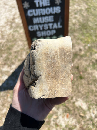 Black Petrified Wood Raw Display Piece