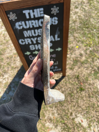 Ammonite & Orthoceras Fossil Statue