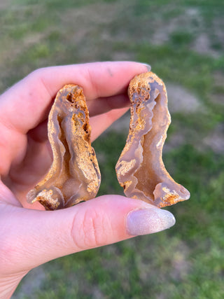 Fossil Agatized Coral Collectors Pair | Tampa Bay, Florida