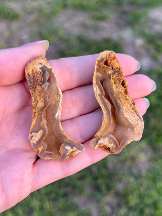 Fossil Agatized Coral Collectors Pair | Tampa Bay, Florida