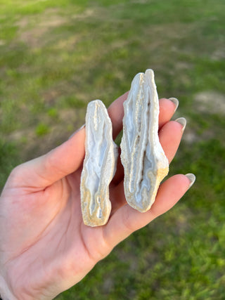 Fossil Agatized Coral Collectors Pair | Tampa Bay, Florida