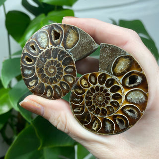 Ammonite Fossil Split Pair from Curious Muse Crystals for 22. Tagged with ammolite, ammonite, brown, fossil, yellow