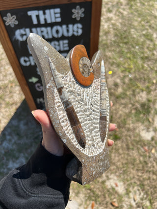 Ammonite & Orthoceras Fossil Statue