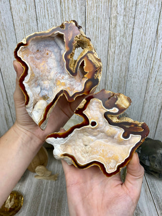 Fossil Agatized Coral Collectors Pair | Tampa Bay, Florida from Curious Muse Crystals Tagged with fine mineral, florida, fossil, Fossil Coral, hide-notify-btn, high grade, orange, raw, red, Tampa Bay, USA, white