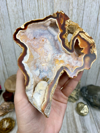 Fossil Agatized Coral Collectors Pair | Tampa Bay, Florida from Curious Muse Crystals Tagged with fine mineral, florida, fossil, Fossil Coral, hide-notify-btn, high grade, orange, raw, red, Tampa Bay, USA, white