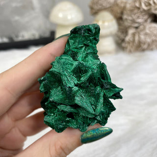 Velvet Malachite Cluster | Fibrous Green Copper Based Crystal from Curious Muse Crystals for 44. Tagged with Copper Stone, Crystal Healing, Dark Green Stone, Genuine Crystal, green, Hearth Chakra, hide-notify-btn, Malachite, Manifestation, Mineral Collection, Natural Mineral, Prosperity Wealth, Raw Mineral, Reiki Healing