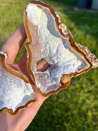Fossil Agatized Coral Collectors Pair | Tampa Bay, Florida